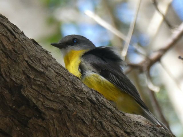 Eastern Yellow Robin (Eopsaltria (Eopsaltria) australis)