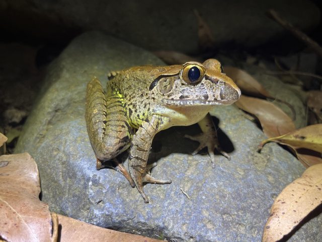 Giant Barred Frog (	Mixophyes iteratus)