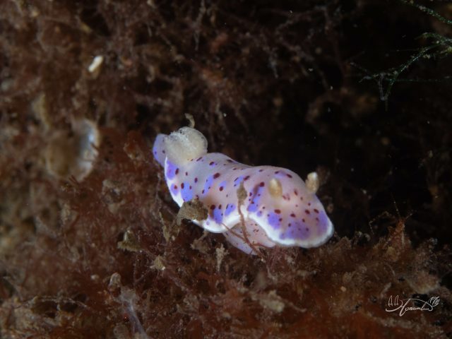 Nudibranch (Goniobranchus)