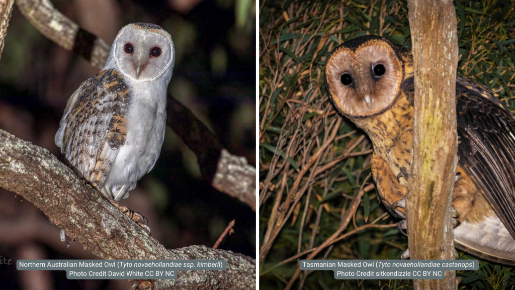 two different owls, one is grey with mottled brown wings (northern Australian masked owl) and the other is yellow-brown all over (Tasmanian masked owl)