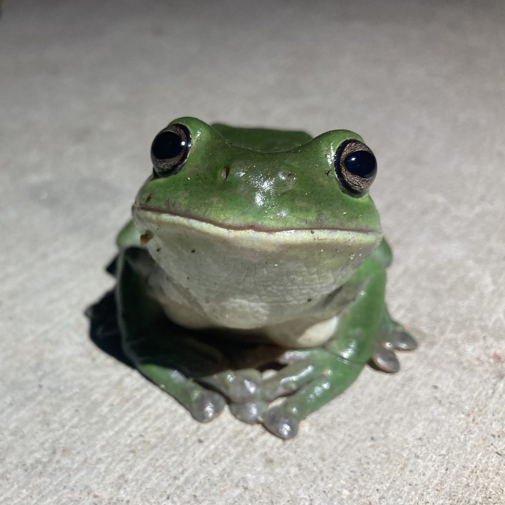 a small green frog