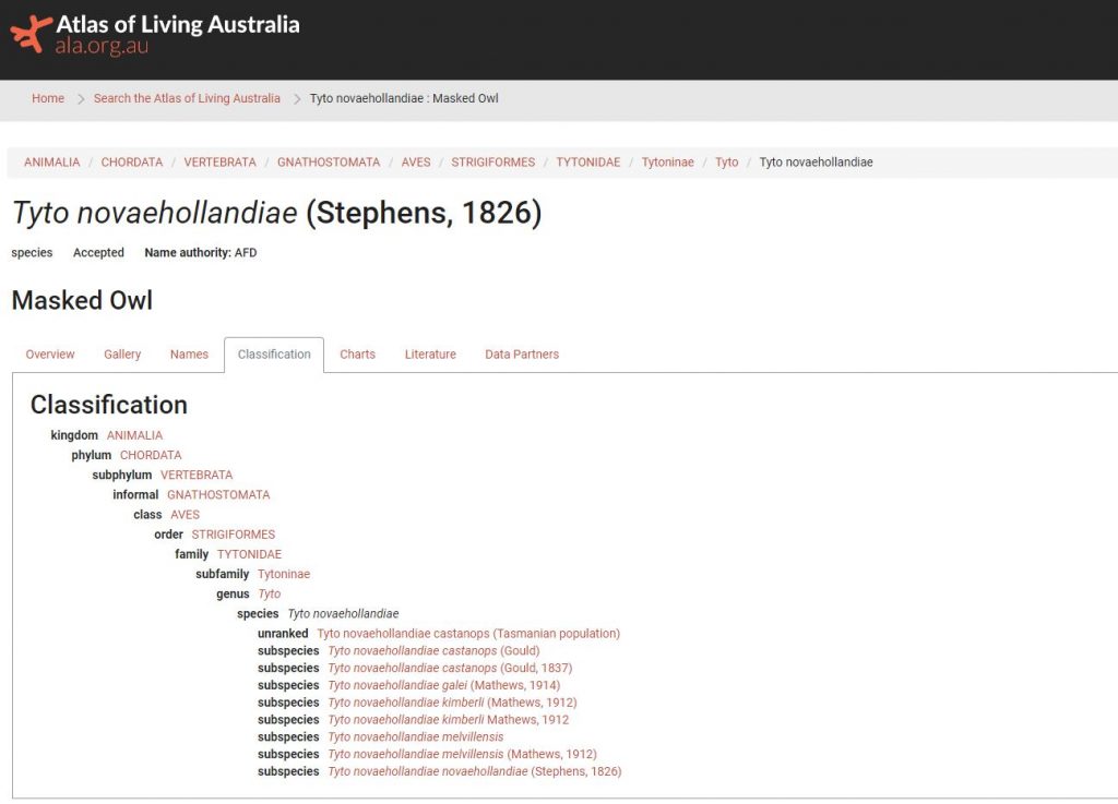 the taxonomic classification of the masked owl, shown in the form of a hierarchy