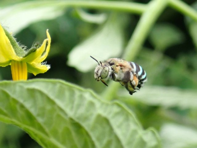 Blue Banded Bee (Amegilla (Notomegilla) chlorocyanea)
