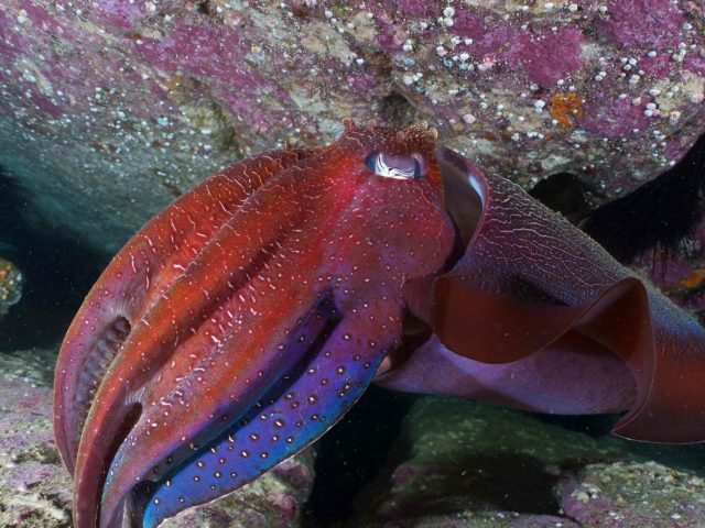 Cuttlefish (genus Sepia)