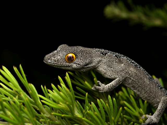 Spiny-Tailed Gecko (subspecies)(Strophurus spinigerus spinigerus)