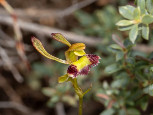 Fringed Hare-orchid (Leporella fimbriata)