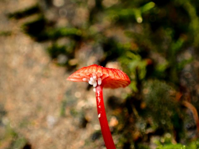 Ruby Bonnot Atlas of Living Australia – Open access to Australia’s biodiversity data