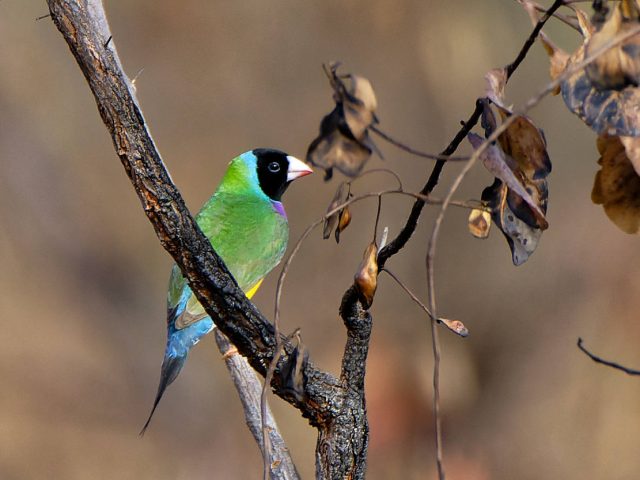 Gouldian Finch (Chloebia gouldiae)