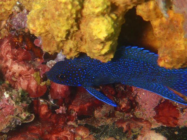 Southern Blue Devil (Paraplesiops meleagris)