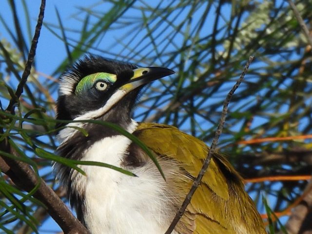 Blue-faced Honeyeater (Entomyzon cyanotis)
