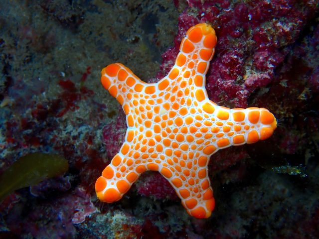 Vermillion Seastar (Pentagonaster duebeni)
