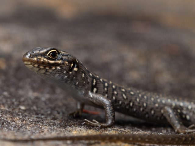 White's Skink (Liopholis whitii)