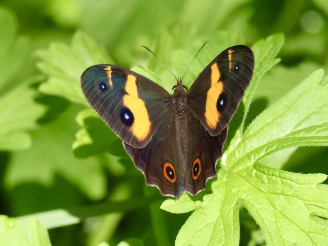Swordgrass Brown (Tisiphone abeona)