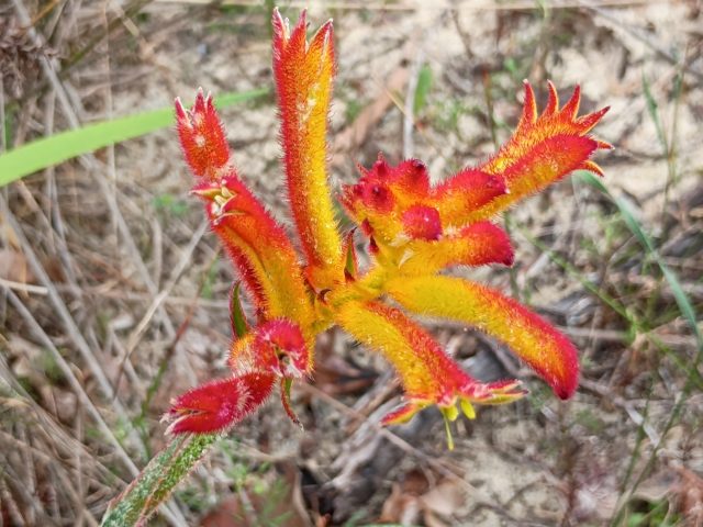 Common Catspaw (Anigozanthos humilis)