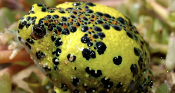 close up of a frog