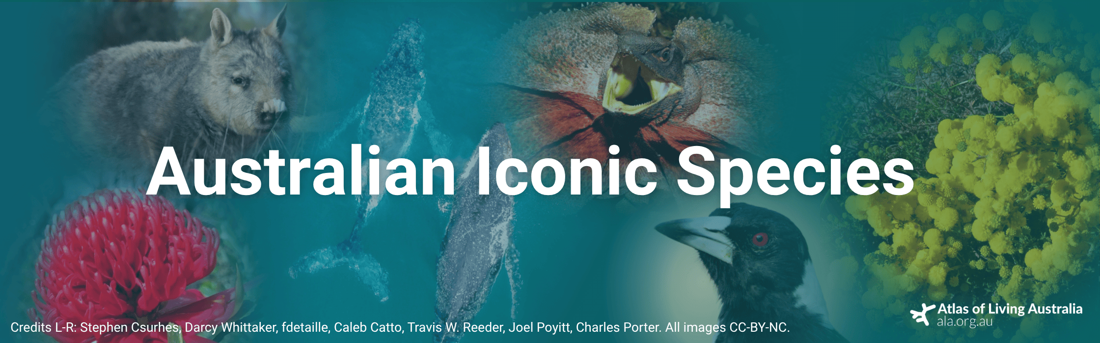 banner with iconic australian species including a wombat, humpback whales, frilled-neck lizard, magpie, golden wattle and a red waratah flower