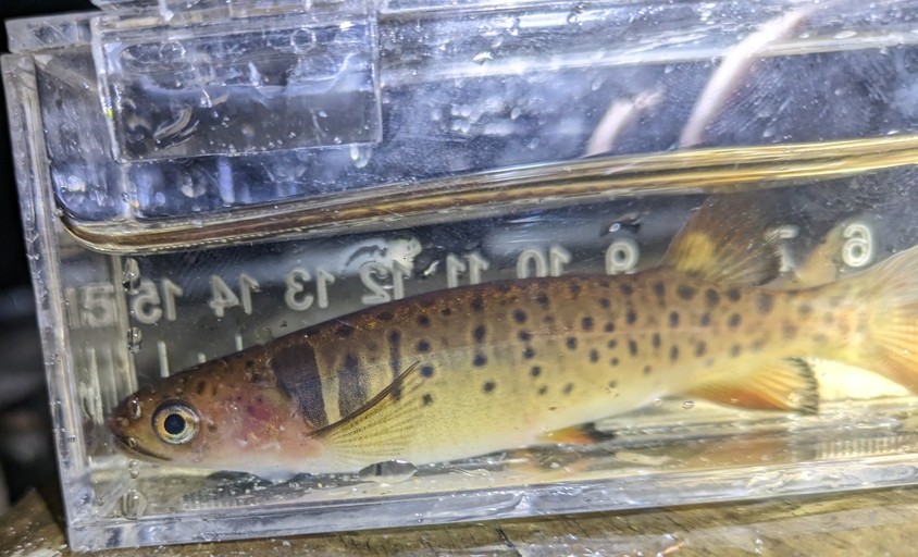 A small spotted galaxias fish in a clear plastic box