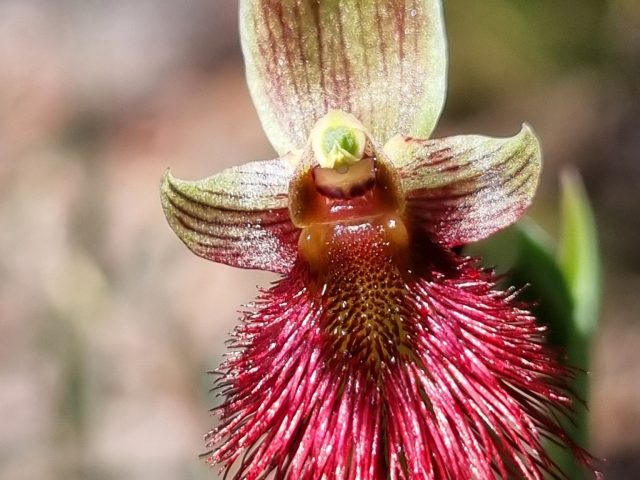 Red Beard-orchid (Calochilus paludosus)