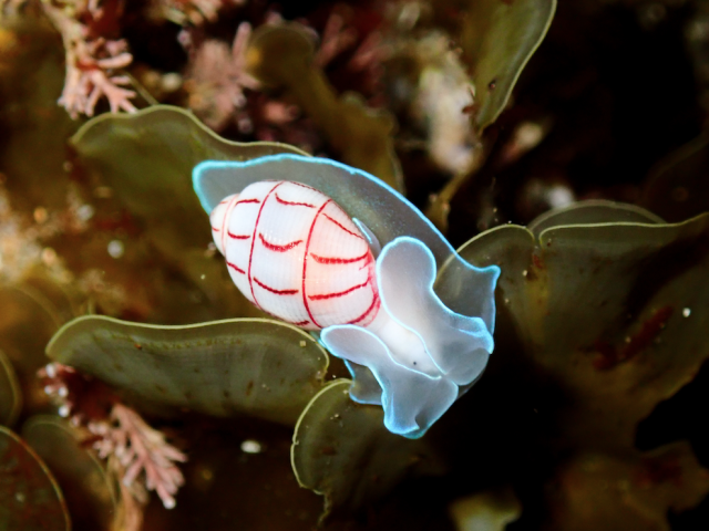 Red-lined Bubble Snail (Bullina lineata)