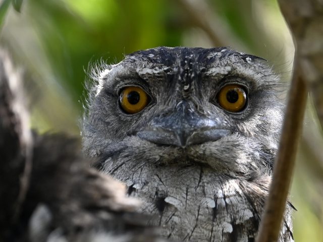 Tawny Frogmouth (Podargus strigoides)