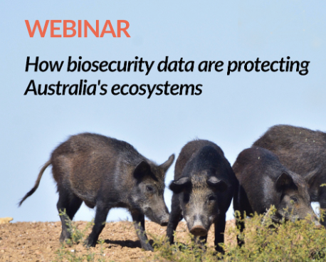 a group of feral pigs standing in a field