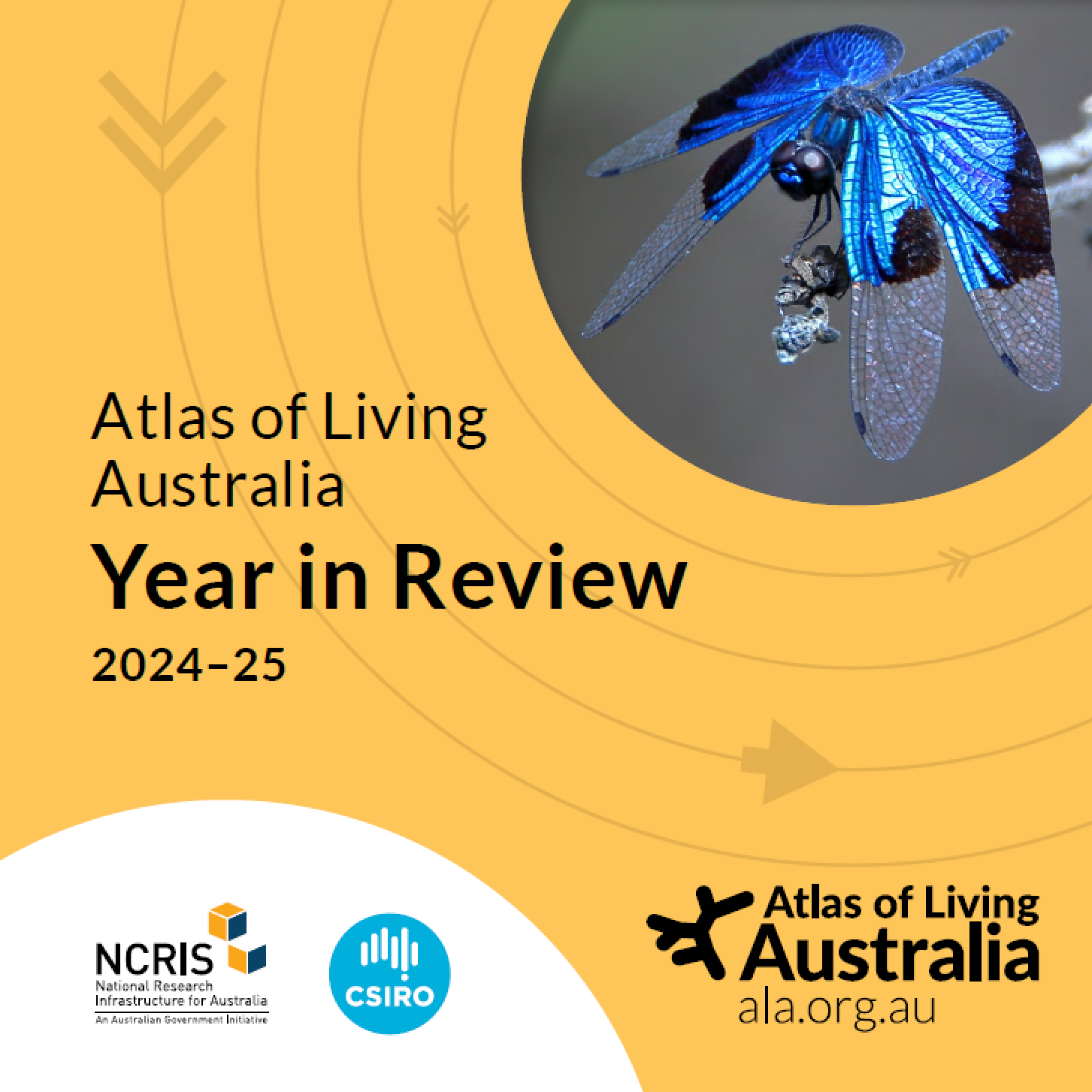 cover of the 2024-2025 ALA year in review. honey yellow coloured background with a blue dragonfly image
