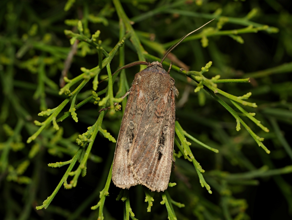 a bogong moth on a plant