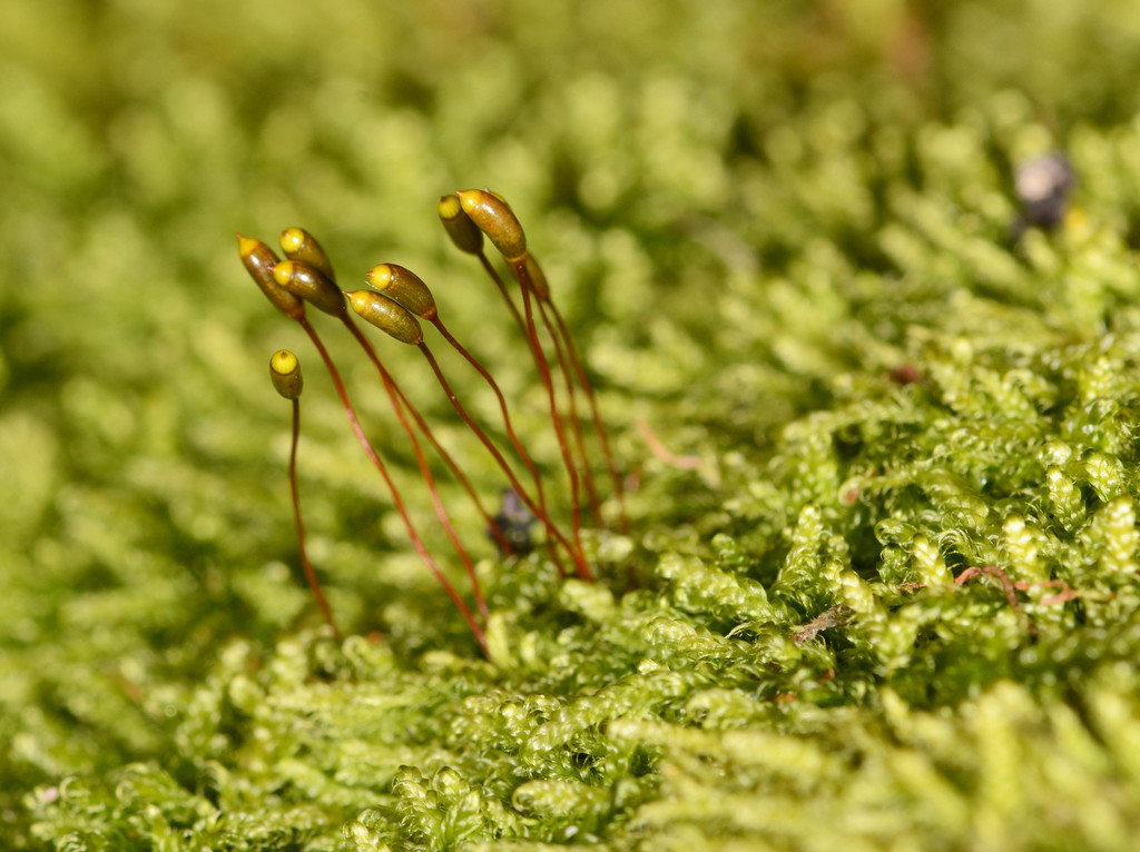 close up of moss 