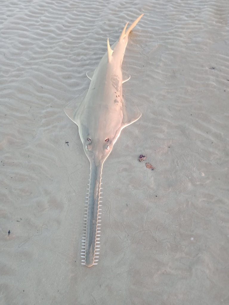 a sawfish from above, showing the great length of its snout (rostrum)