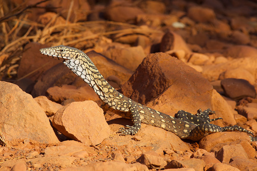 a large speckled lizard on a rock