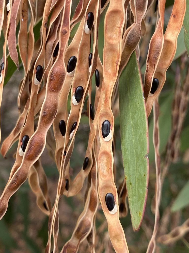 Close up of wattle seed pods showing seeds