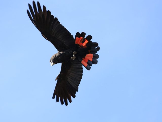 Forest Red-tailed Black-cockatoo (Calyptorhynchus (Calyptorhynchus) banksii naso)