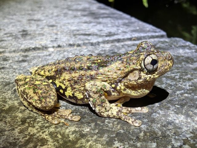 Peron's Tree Frog (Litoria peronii)