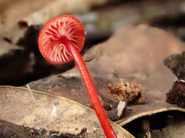 Ruby Bonnet (Cruentomycena viscidocruenta)