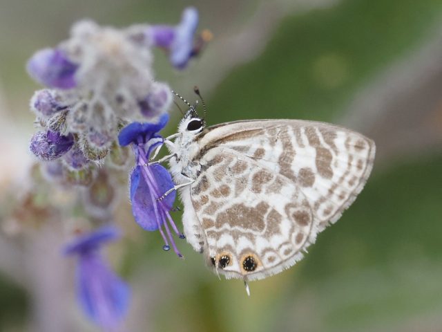 Plumbago Blue (Leptotes plinius)
