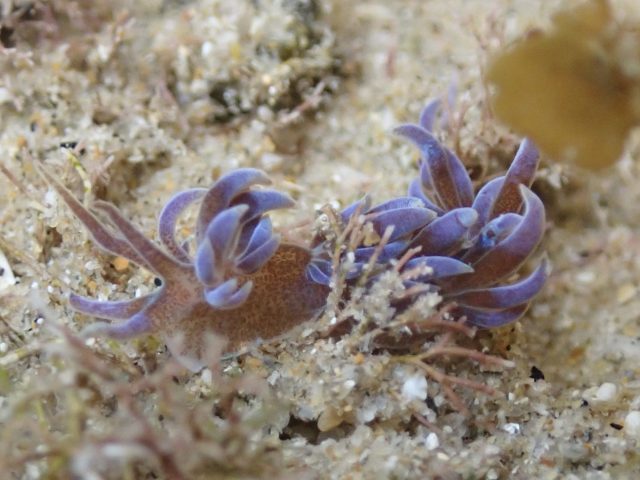 A member of Aeolid Nudibranchs (Phyllodesmium macphersonae)