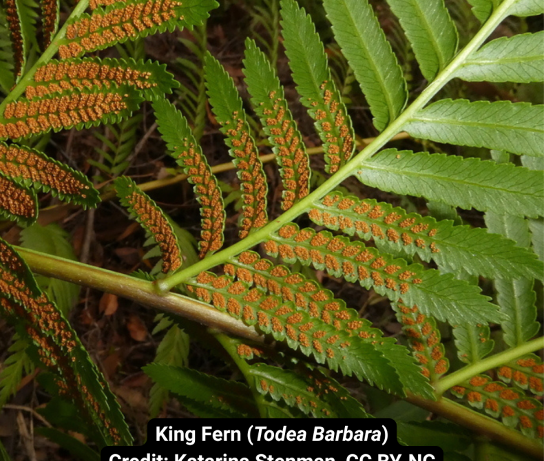 A green leaf of a king fern, showing the underside with brown spores.
