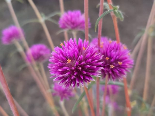 Pink Everlasting (Gomphrena canescens)