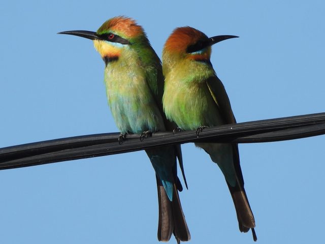 Rainbow Bee-eater (Merops (Merops) ornatus)