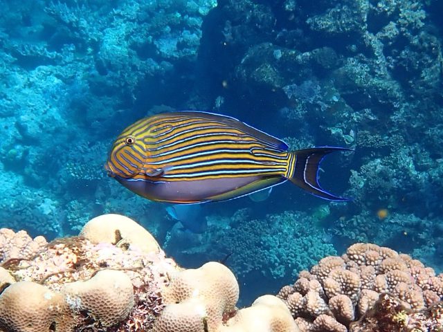Bluelined Surgeonfish (Acanthurus lineatus)