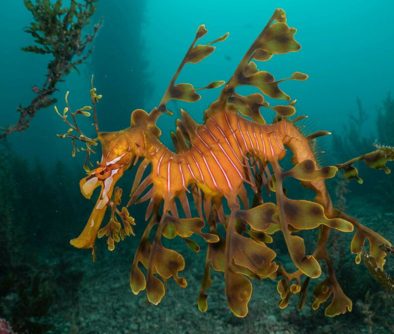 An orange leafy seadragon in a blue undersea background