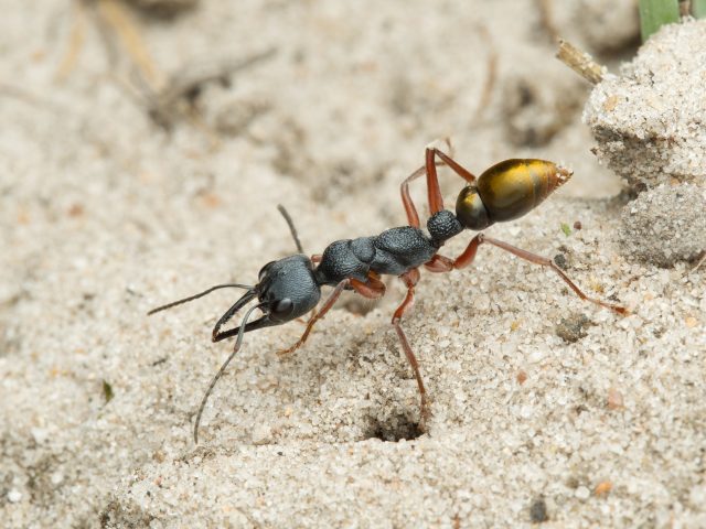 A member of Myrmeciinae ants (Myrmecia fulviculis)