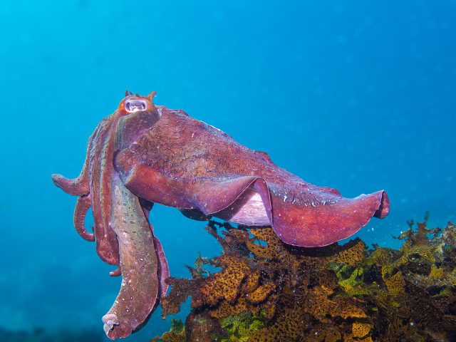 Australian Giant Cuttlefish (Ascarosepion apama)