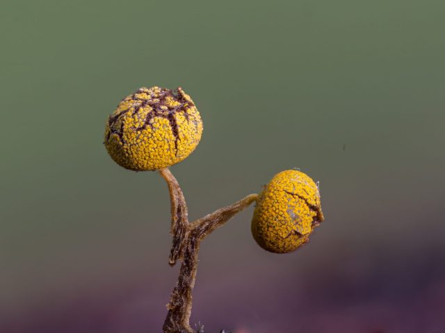 A member of Myxogastrea slime moulds (Physarum viride)
