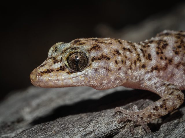 Heteronotia binoei (Bynoe's Gecko)