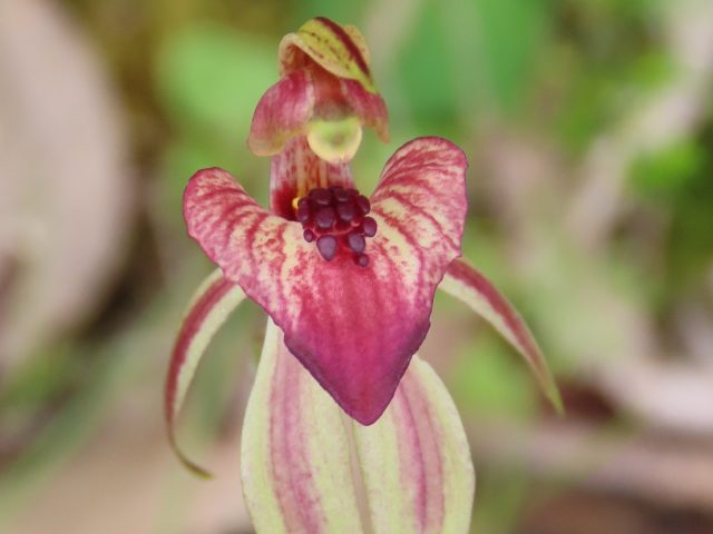 Heart-Lip Spider-Orchid (Caladenia cardiochila)