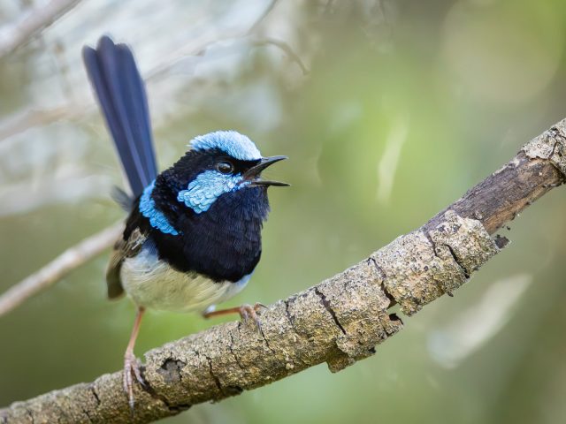 Superb Fairy-wren (Malurus (Malurus) cyaneus)