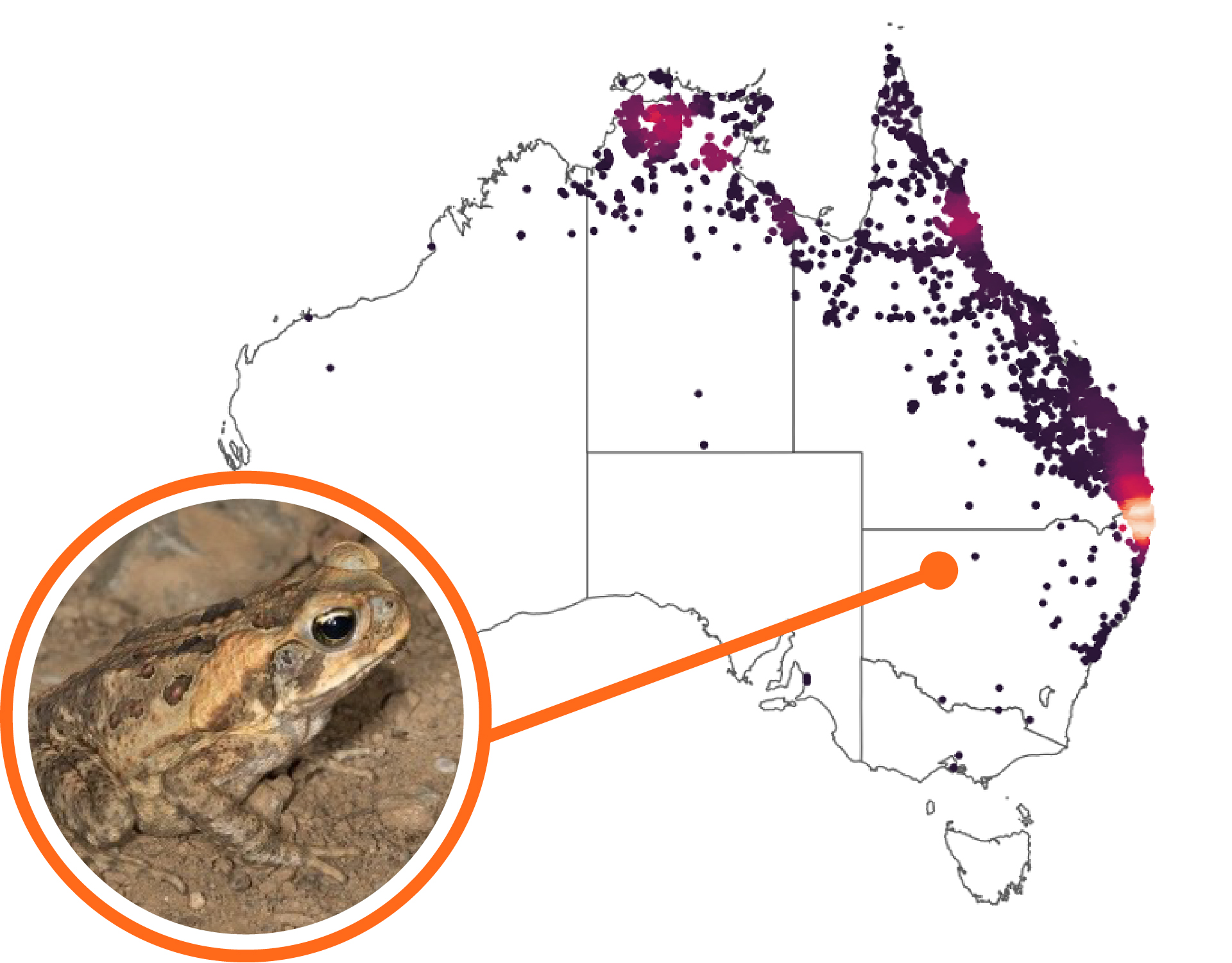 The spatial distribution of Cane Toads