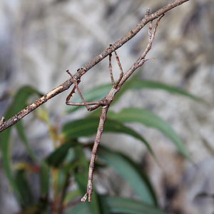 Stick Insect © Leo Berzins