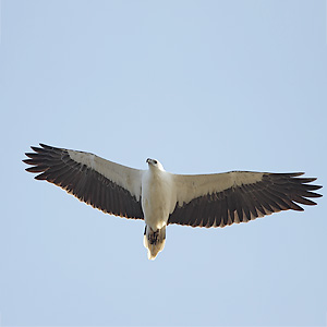 Haliaeetus leucogaster, White-bellied Sea-eagle © Leo Berzins Haliaeetus leucogaster, White-bellied Sea-eagle